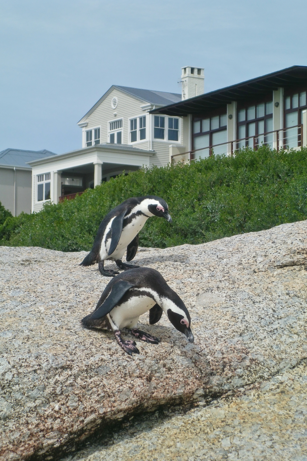 Best Time And Tips To See 1000 Penguins At Boulders Beach In Cape Town